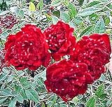 Old Heirloom Rose Live Plant Mini Red Sweetheart Climber