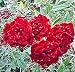 Old Heirloom Rose Live Plant Mini Red Sweetheart Climber