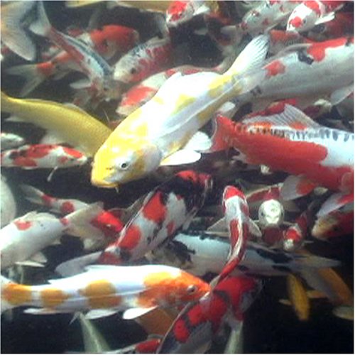 Cover image : 國魚錦鯉 [DVD]