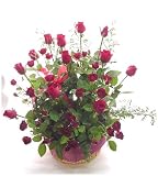 送料無料中♪赤い薔薇フラワーアレンジメント【*お届け日指定必ず翌日届可】祝開店開院開業お祝いアレンジ