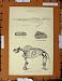 Antique Print C1800-1870 Mammalia Elephant Skeleton
