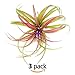 The Drunken Gnome AIR PLANTS â€“ BRACHYCAULOS MULTIFLORA â€“ 3 PACK - air purifying flowering tillandsia for terrarium, fairy garden starter kit, home office, indoor outdoor, corporate gift (3 PACK)