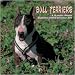 terrier28 - Bull Terriers 2010 Wall Calendar