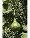 Photographic Prints of WAT-14432 Wild bottle gourd / Calabash from Ardea Wildlife Pets