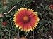 Close-Up of a Blanket Flower (Gaillardia) Photographic Poster Print by C. Delu, 12x16