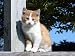 Farm Kitten - 42