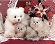 Cutest kittens & Teddy Bear Art Print POSTER cat RARE - 16x20