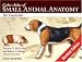 Color Atlas of Small Animal Anatomy: The Essentials (Essentials (Blackwell))