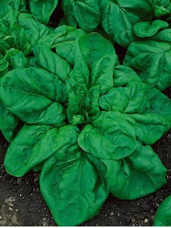 Giant Noble Heirloom Spinach Seeds - Spinacia Oleracea - 2 Grams - Approx 204 Gardening Seeds - Vegetable Garden Seed
