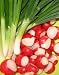 Remarkable Radishes: The Ultimate Collection of the World's 16 Finest Radish Recipes