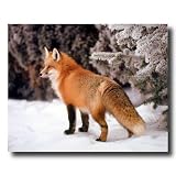 Red Fox In The Snow With Pine Trees Home Decor Wall Picture 16x20 Art Print