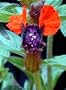 Bat Face Mexican Heather Plant - Indoors/Out - Cuphea - 4" Pot