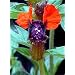 Bat Face Mexican Heather Plant - Indoors/Out - Cuphea - 4" Pot