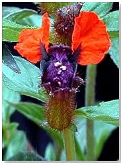 Bat Face Mexican Heather Plant - Indoors/Out - Cuphea - 4" Pot