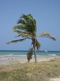 Aruba (Palm Tree on Beach) Art Poster Print - 13