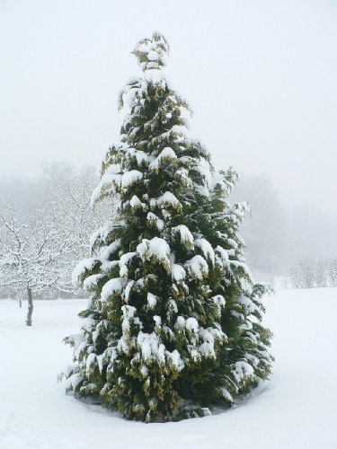 Snow (On Christmas Tree) Art Poster Print - 13