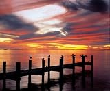 Fort Meyers Florida by Adam Jones poster print,20 in. x 16 in.