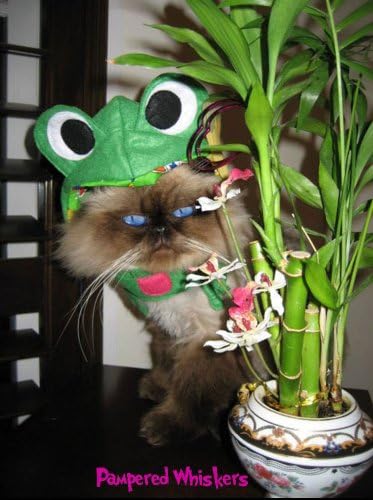 Pampered Whiskers Infrognito! Frog Costume hat for Dogs and Cats