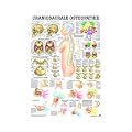 Anatomie Poster - Mini-poster - Craniosacrale Osteopathie, Tafel 34 x 24 cm