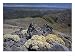 Haastia Pulvinaris, Black Birch Range at South Island, New Zealand Photographic Poste...