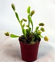 Venus Flytrap Carnivorous Plant 3 Inch Pot