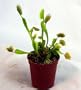 Venus Flytrap Carnivorous Plant 3 Inch Pot