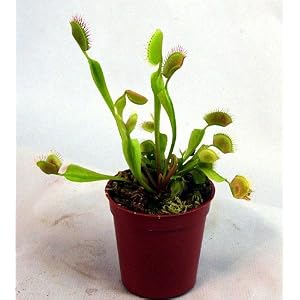 Large Venus Fly Trap Plant – CARNIVOROUS-Dionaea-3″ pot