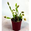 Venus Flytrap Carnivorous Plant 3 Inch Pot