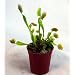 Venus Flytrap Carnivorous Plant 3 Inch Pot