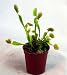 Venus Flytrap Carnivorous Plant 3 Inch Pot