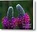 Purple Prairie Clover Canvas Print / Canvas Art - Artist Terril Heilman