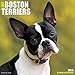 2016 Just Boston Terriers Wall Calendar
