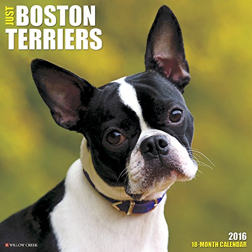 2016 Just Boston Terriers Wall Calendar