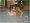 The Sims: Life Stories (PC DVD)