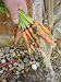 Gardener Washing Home Grown Organic Carrots, 'Early Nantes' Variety under Garden Tap, Norfolk, UK Collections Premium Poster Print by Gary Smith, 24x32