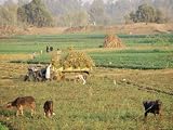 Farmers Harvesting in Fields Near Tanta, Delta Area, Egypt, North Africa, Africa Photographic Poster Print by Upperhall Ltd, 32x24