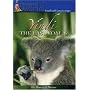 Yindi the Last Koala