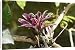 Canvas Prints of WAT-14462 Bromeliad - in park from Ardea Wildlife Pets
