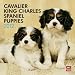 Cavalier King Charles Spaniel Puppies 2012 Square Calendar (Multilingual Edition)