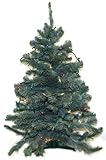 Good Tidings TRCTTPLNS03003M 3-Feet Tall Norway Blue Spruce Artificial Prelit Christmas Tree