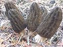 Morel Mushroom Kit