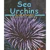 Sea Urchins (Ocean Life)