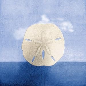 Sand Dollar Maritime Children\’s Nursery Print