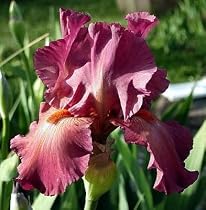German Bearded Iris Lady in Red - Potted