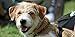Dog Sounds