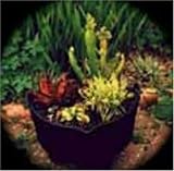 Review JUST GREEN  / CARNIVOROUS PLANTS - PATIO PREDATORS