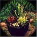 CARNIVOROUS PLANTS - PATIO PREDATORS