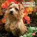 Norfolk Terriers 2012 Square 12X12 Wall Calendar