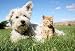 Dog and Cat - 18"W x 12"H - Peel and Stick Wall Decal by Wallmonkeys