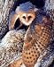 Barn Owl 16 x 20 Animals Art Print Posters